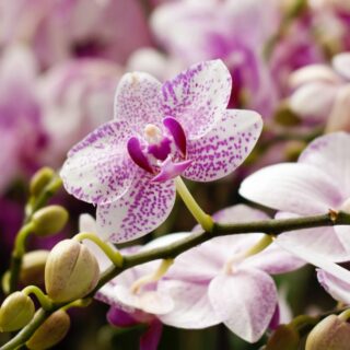 Evde Orkide Çiçeği Bakımı